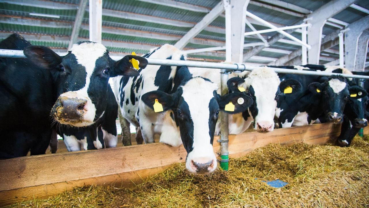 Dairy Farming Summer Care Tips Heat Stress Management In Cow Buffalo Milk