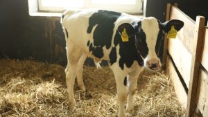 पशुपालक सावधान! नया भूसा सीधे खिलाया तो हो सकती हैं गंभीर समस्याएं, अपनाएं ये ट्रिक