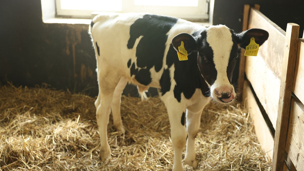 Dairy Farming Tips Wheat Straw Feeding Tips For Cattle How To Give New Fodder Safely To Animals