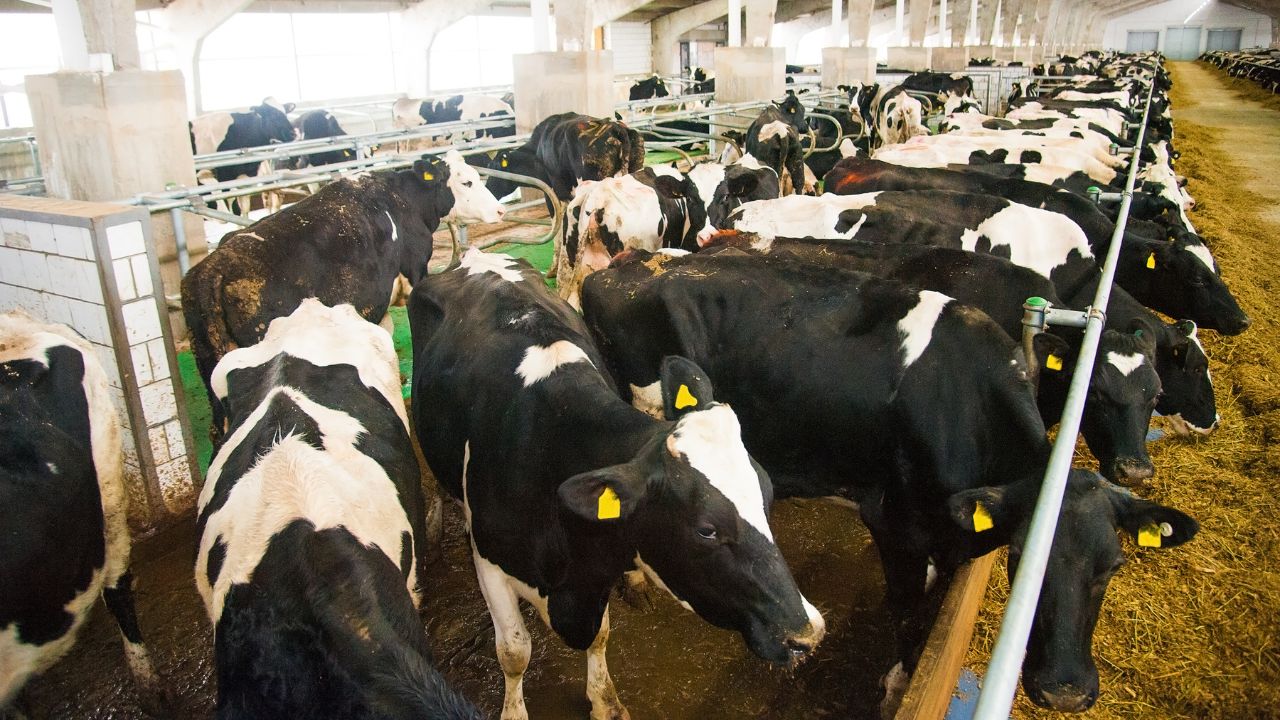 Summer Cattle Care Tips Napier Jwar Lobia Maize Benefits For Dairy Animals