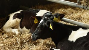 गाय-भैंस का दूध कम हो रहा है? कहीं आप भी तो नहीं कर रहे ये छोटी गलती, एक्सपर्ट टिप्स