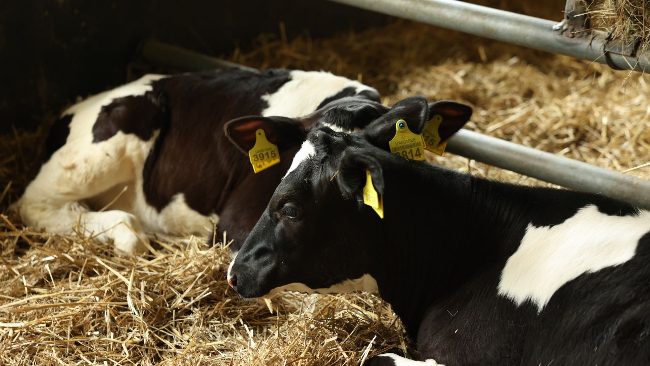 Livestock Hydration Tips In Hot Weather How To Prevent Dehydration Heat Stress In Dairy Animals
