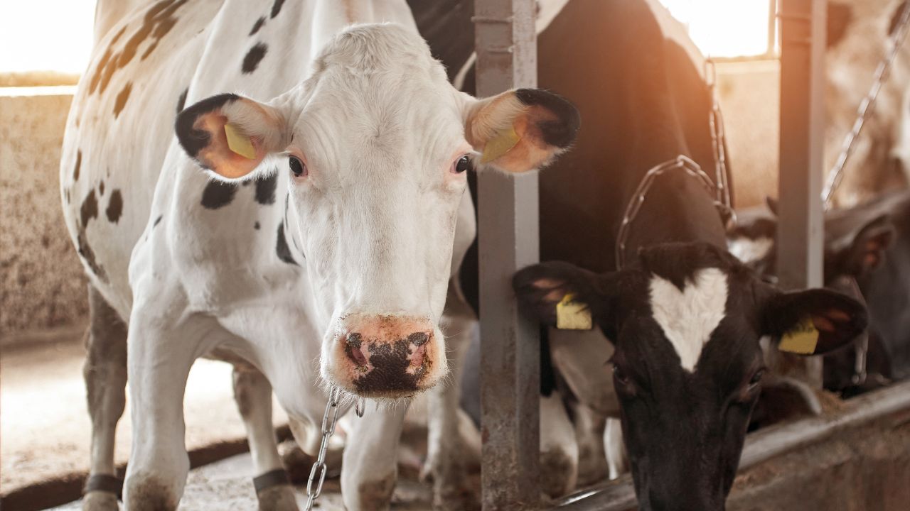 Dairy Farming How To Protect Cattle From Heat In Summer Tips To Increase Milk Production In Animals