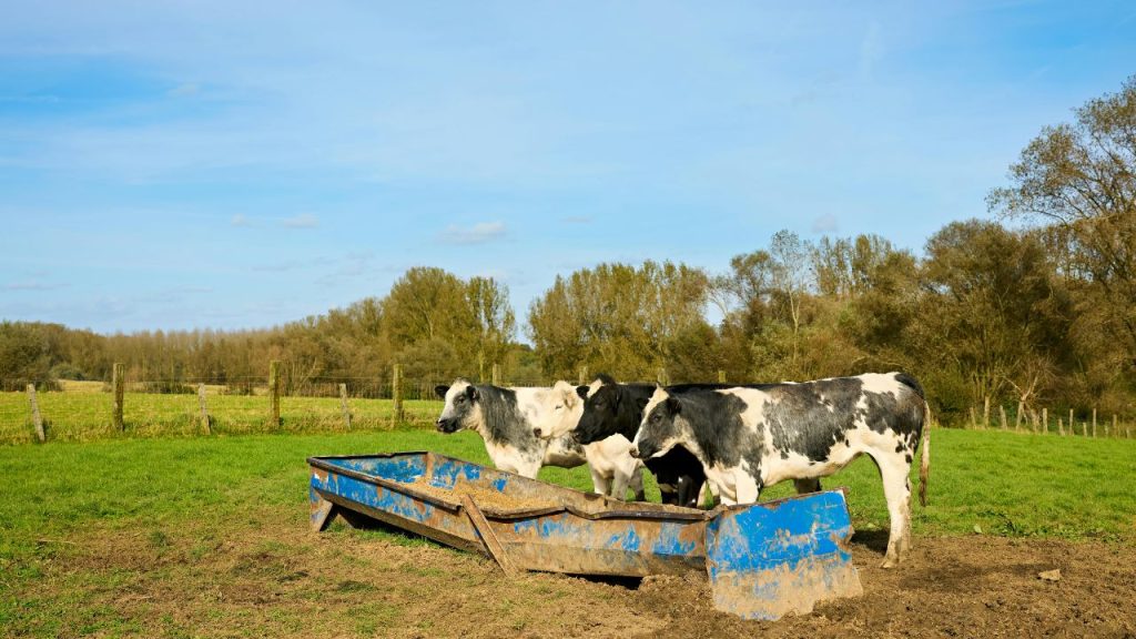 दोपहर का समय सबसे ज्यादा गर्म होता है और इस समय पशुओं को बाहर ले जाना उनके लिए खतरनाक हो सकता है. इससे हीट स्ट्रेस, कमजोरी और थकान जैसी समस्याएं बढ़ सकती हैं, जो उनकी उत्पादकता को भी प्रभावित करती हैं.