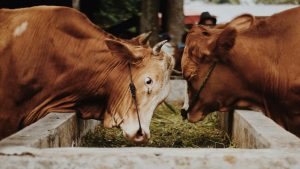 भीषण गर्मी में पशु हो रहे बीमार! दूध उत्पादन गिरने का खतरा, पशुपालन विभाग से जानें बचाव के उपाय