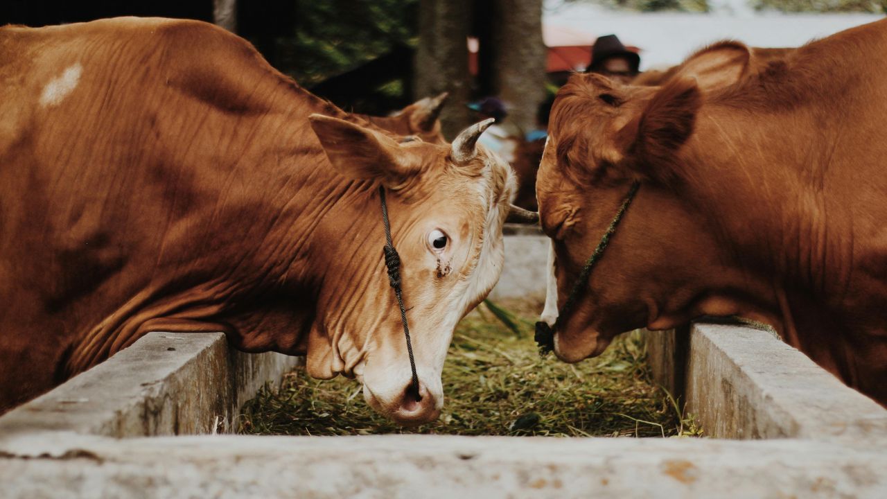Dairy Farming Summer Care Tips To Prevent Heatwave In Livestock Cattle Care Guide