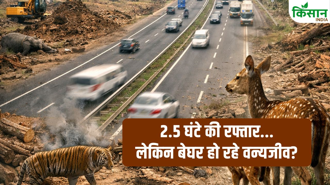 Delhi Dehradun Expressway Environment Impact Thousands Of Trees Cut Wildlife Habitat Destroyed Full Report