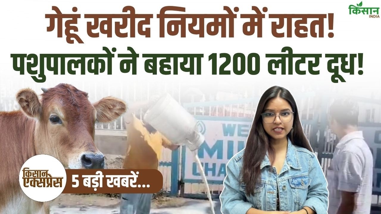 Top 5 Agriculture News Relief Wheat Procurement 1200 Liters Milk Spilled On Road Increasing Agitation Among Farmers And Cattle Herders