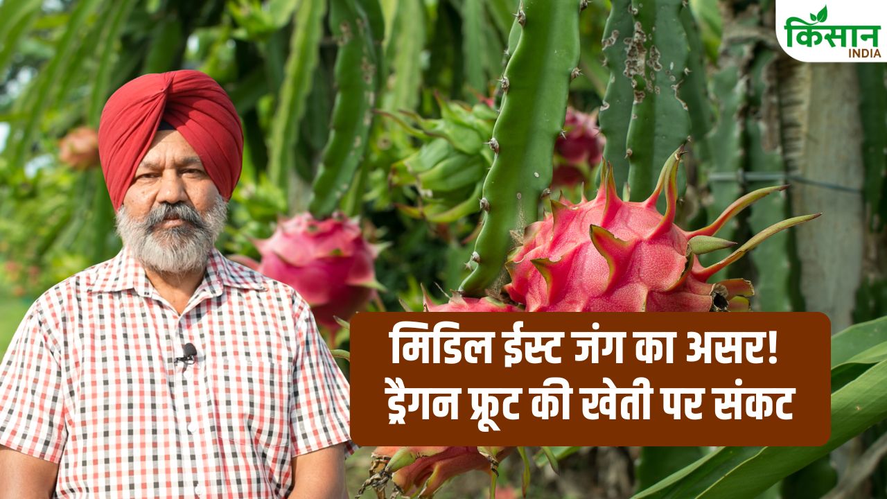 Middle East War Impact On Dragon Fruit Exotic Farming India Import Delay Fertilizer Crisis