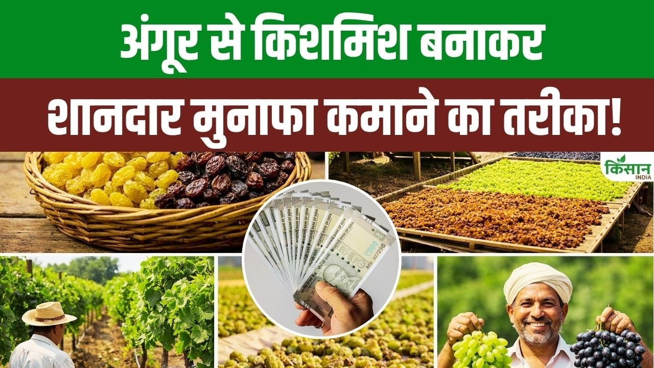 Earn Lakhs By Making Raisins From Grapes Start This Business Low Cost And Get More Profits Every Season