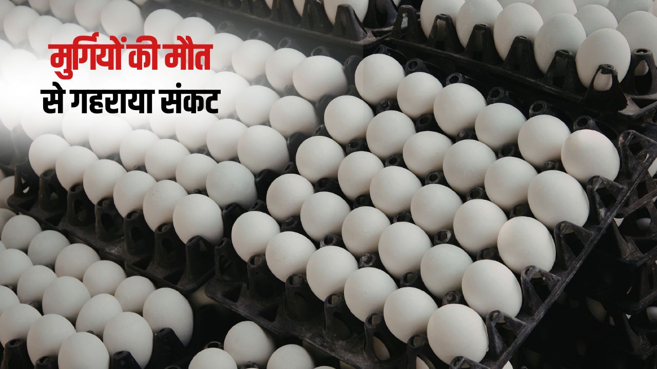 Mandi Rate Egg Price Hike Eggs Become More Expensive In Hyderabad
