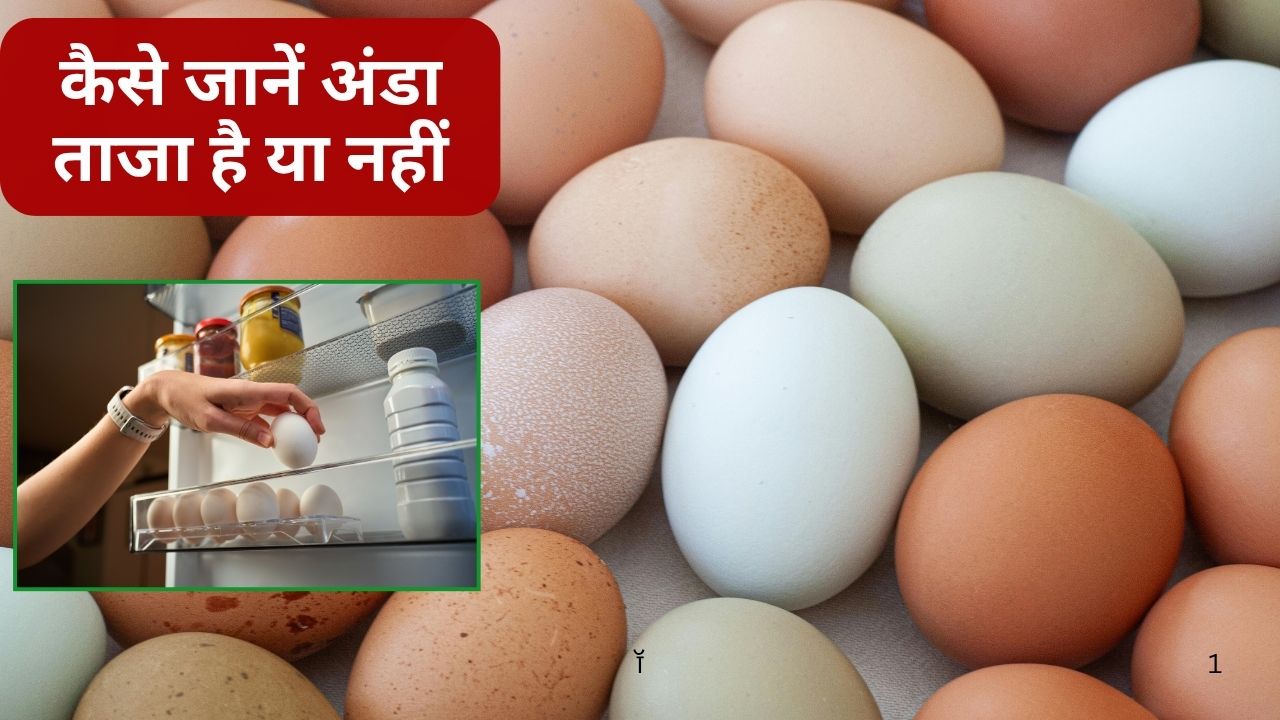 Egg Shelf Life Egg Safe Storage Tips Identifying Real And Fake Eggs