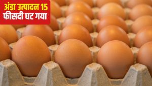 जंग का देखने लगा असर, अंडा निर्यात में 85 फीसदी तक गिरावट.. बढ़ गया शिपिंग खर्च