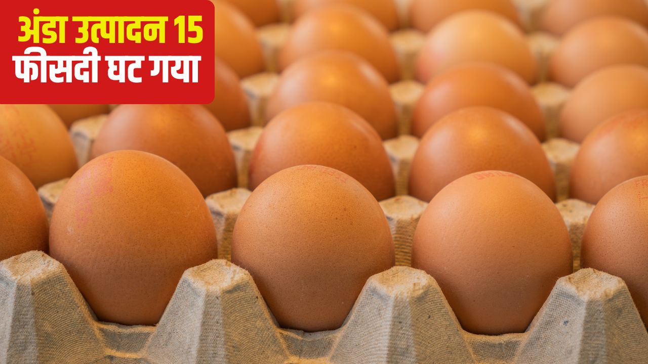 Iran Israel War Egg Exports Declined By 85 Percent