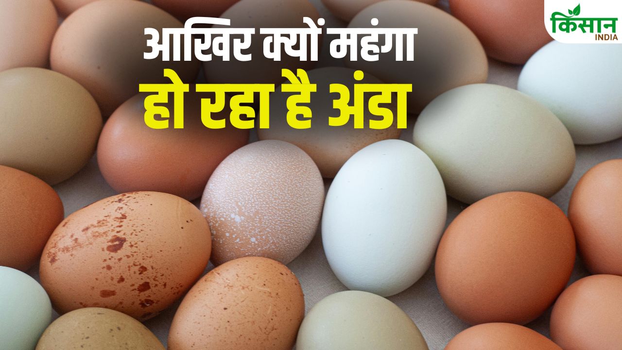 Egg Price Hike Karnataka Eggs Expensive Agriculture News Egg Production