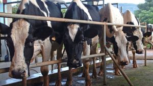 पशुपालक ध्यान दें! FMD वैक्सीनेशन ड्राइव शुरू, नहीं किया टीकाकरण तो हो सकता है नुकसान