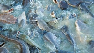 Fish Farming Alert: गर्मी में तालाब बन सकता है मौत का जाल! ये 5 गलती की तो पूरा उत्पादन हो सकता है खत्म