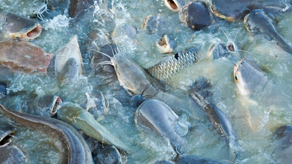 पानी निकालने के बाद तालाब को कुछ दिनों तक सूखा छोड़ दें. इससे बैक्टीरिया और कीटाणु खत्म हो जाते हैं और बीमारियों का खतरा कम हो जाता है.