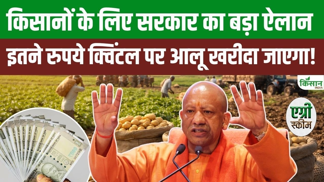 Potato Farmers Get Relief From Market Intervention Scheme Government Fixes Minimum Rate Now Worries Loss Over