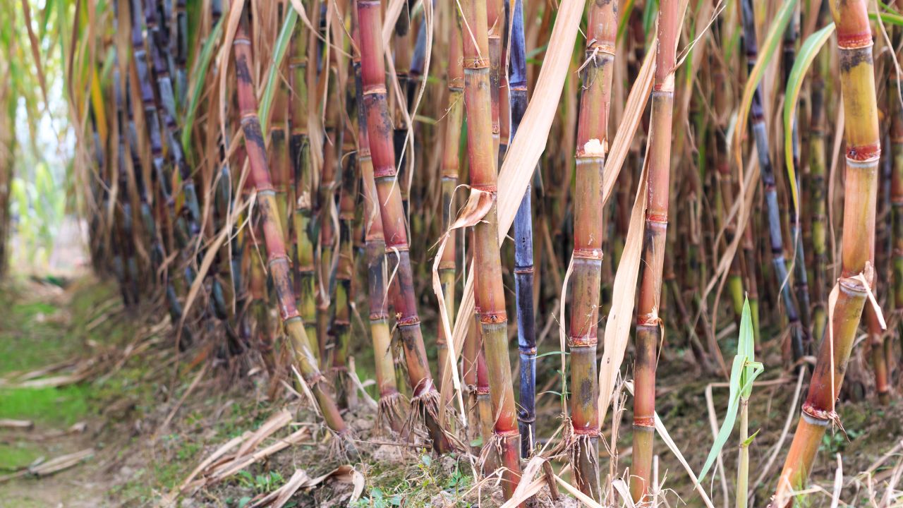 Sugarcane Pest Control Shoot Borer Top Borer Management Tips Ganne Ki Fasal Me Keet Prabandhan