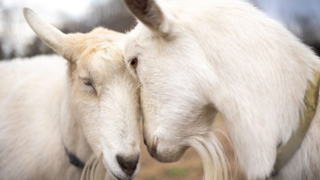 आजकल बकरी के दूध की मांग तेजी से बढ़ रही है, खासकर शुद्ध और ऑर्गेनिक उत्पादों की बढ़ती डिमांड के कारण. बीमारी के समय या हेल्थ डाइट में इसकी कीमत और ज्यादा बढ़ जाती है, जिससे किसानों को ज्यादा मुनाफा मिलता है.
