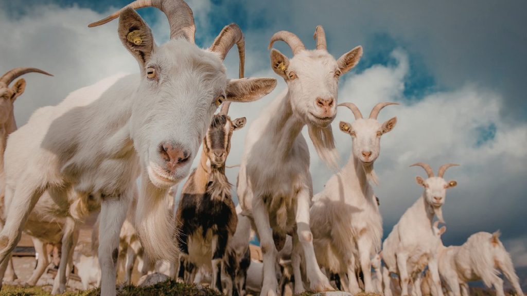 इस बकरी पालन के लिए बड़े इंफ्रास्ट्रक्चर या भारी निवेश की जरूरत नहीं होती. छोटे किसान भी सीमित संसाधनों के साथ 2–3 बकरियों से शुरुआत कर सकते हैं और धीरे-धीरे इसे बड़े डेयरी बिजनेस में बदल सकते हैं.