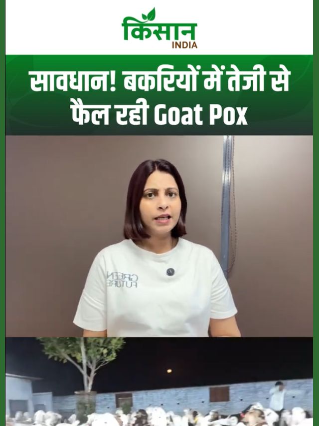 बकरियों में Goat Pox का कहर! जानिए लक्षण, बचाव और टीकाकरण की पूरी जानकारी