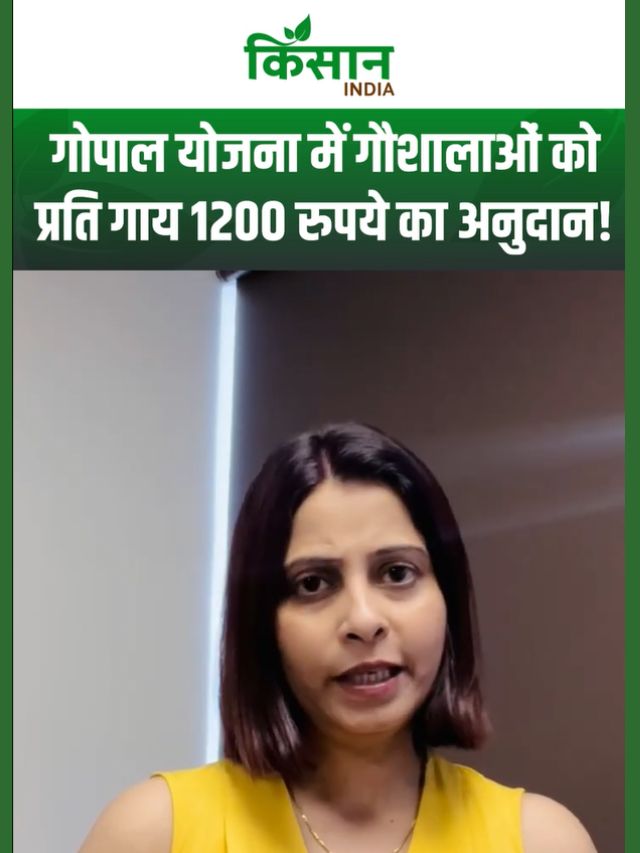 Gopal Yojana: प्रति गाय बढ़ा सरकार का अनुदान, 14.68 करोड़ जारी, जानें आवेदन का आसान तरीका
