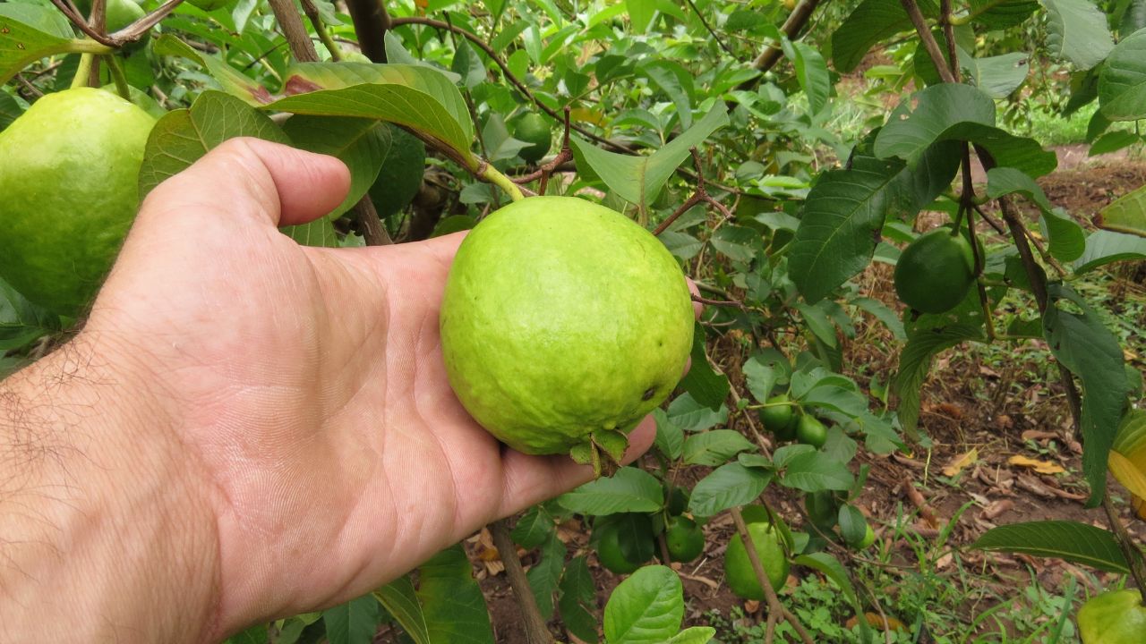अमरूद के बागानों पर नीमाटोड का खतरा बढ़ा, ICAR-CISH की योजना से जानें बचाव के असरदार तरीके