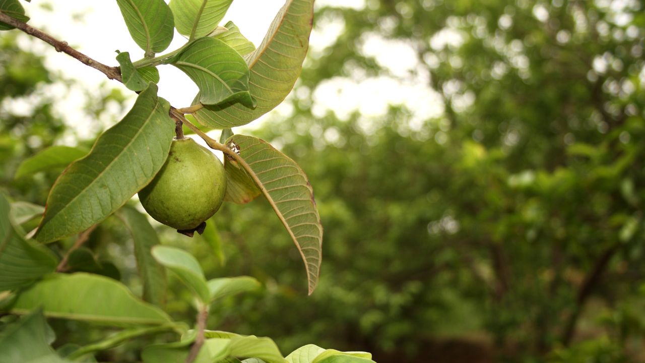अमरूद की खेती से होगी बंपर कमाई, बिहार सरकार दे रही है प्रति एकड़ 40 हजार तक का सब्सिडी