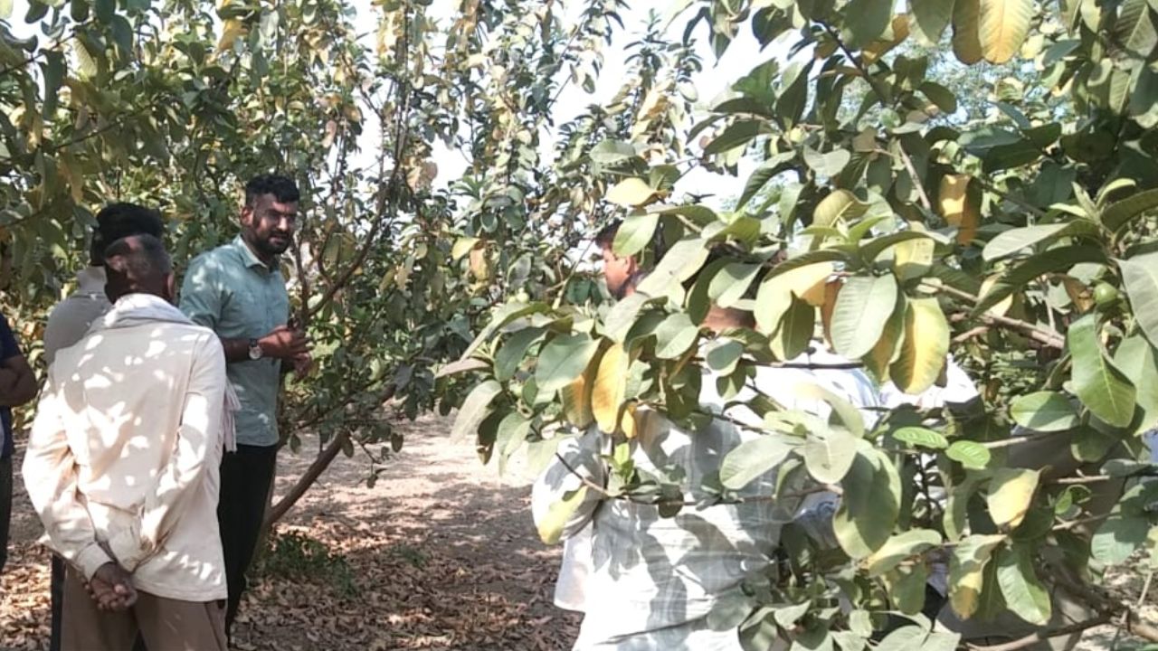 Haryana Cm Reviews Horticulture Insurance Scheme Farmers To Receive Rs 40000 By Spending Just Rs 1000 Under Bagwani Bima Yojana