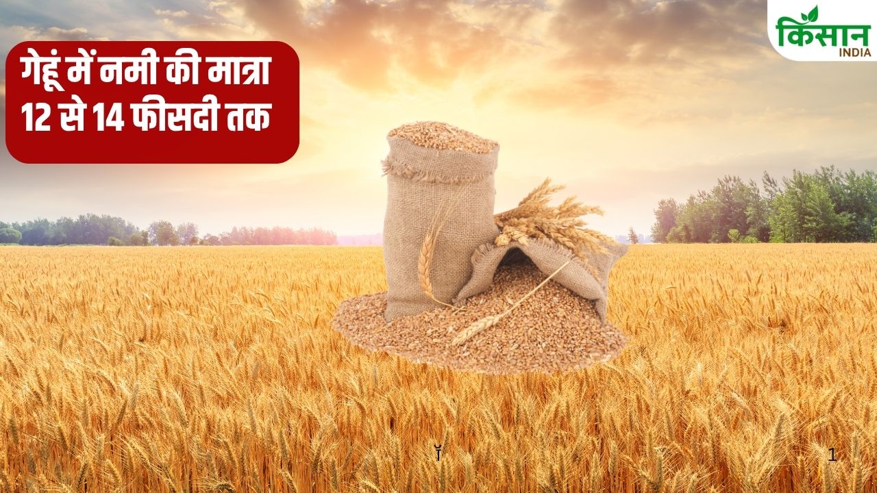 Haryana Wheat Procurement Advisory Issued For Farmers Haryana Agriculture News