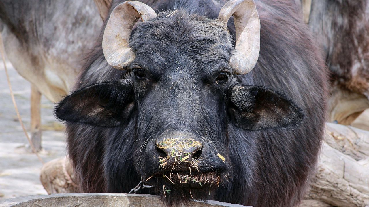 Heatwave Impact On Livestock Symptoms Of Heat Stroke In Animals Prevention Tips Cattle Care Summer