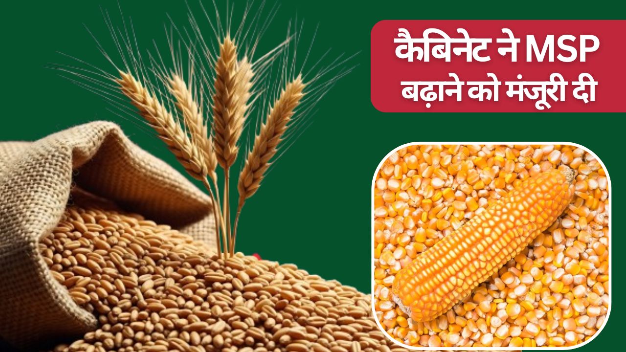 Himachal Cabinet Decision Msp Hiked For Wheat And Maize Turmeric Ginger Crops Wheat Farmers To Receive Rs 8000 Per Quintal Msp