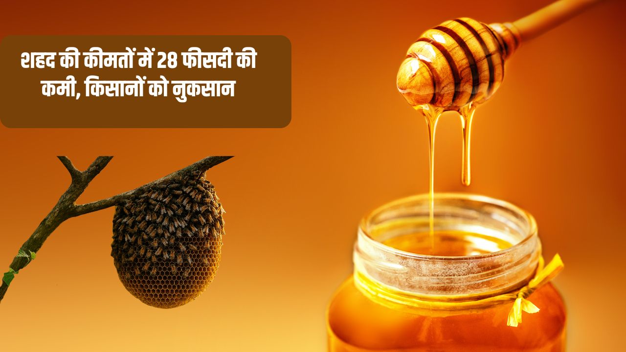 Iran Israel War Honey Business Affected In Punjab Honey Price Fall
