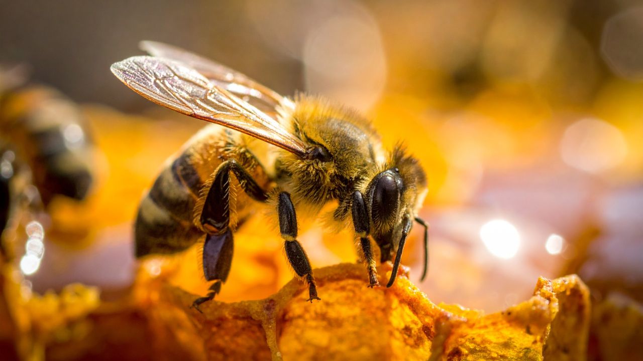 Beekeeping Business Chhattisgarh Government Scheme For Honey Production Subsidy National Horticulture Mission Profit