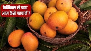 केमिकल से पका आम बेचने पर 2 व्यापारी गिरफ्तार.. ऐसे करें प्राकृतिक रूप से पके आमों की पहचान केमिकल से पका आम बेचने पर 2 व्यापारी गिरफ्तार.. ऐसे करें प्राकृतिक रूप से पके आमों की पहचान