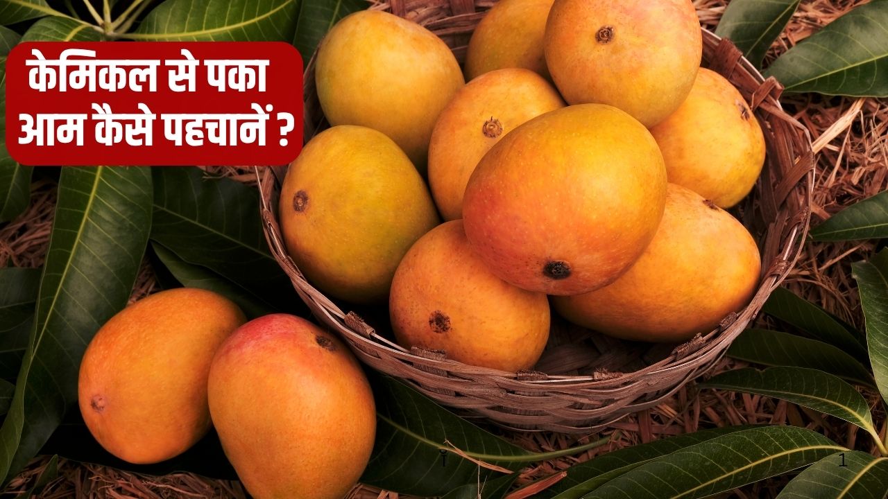 केमिकल से पका आम बेचने पर 2 व्यापारी गिरफ्तार.. ऐसे करें प्राकृतिक रूप से पके आमों की पहचान