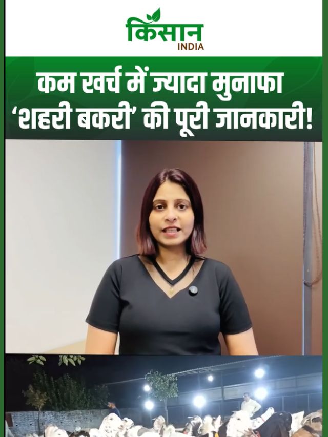 शहरी बकरी पालन कैसे करें? जानिए इस सफेद-भूरे धब्बों वाली फायदेमंद नस्ल के फायदे