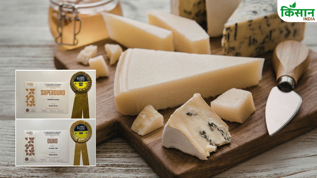 Indian Cheese Wins 4 Medals At Mundial Do Queijo Do Brasil 2026 Dairy Sector Global Achievement