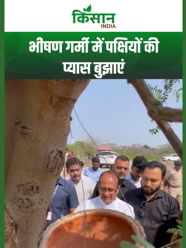 भीषण गर्मी में पक्षियों के लिए रखें पानी का सकोरा- एक छोटी पहल, बड़ा जीवनदान