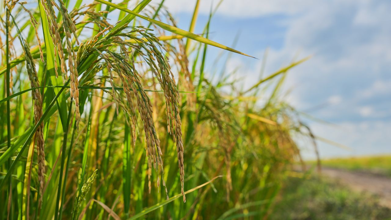 Kharif Crop Preparation Tips Deep Ploughing Method Benefits Soil Health Farming Guide