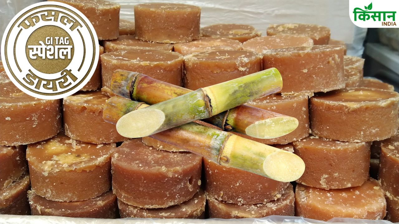 Kolhapur Jaggery Famous For Its Taste Chhatrapati Shahu Maharaj Opened The First Jaggery Market In 1886