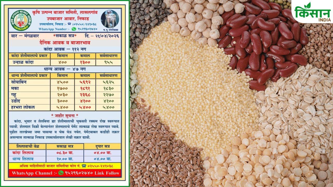 Lasalgaon Agricultural Produce Market Committee Wheat Gram Urad Maize Rates Less Msp