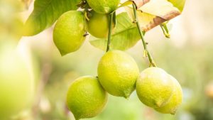 नींबू के फूल बार-बार झड़ रहे हैं? ये 3 बड़ी गलतियां कर रहीं फसल बर्बाद, तुरंत अपनाएं एक्सपर्ट के ये उपाय!