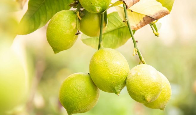 नींबू के फूल बार-बार झड़ रहे हैं? ये 3 बड़ी गलतियां कर रहीं फसल बर्बाद, तुरंत अपनाएं एक्सपर्ट के ये उपाय!