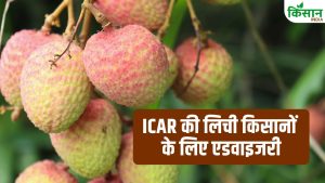लीची किसानों के लिए ICAR की एडवाइजरी, अपनाएं ये 5 तरीके और पाएं रोग मुक्त फसल