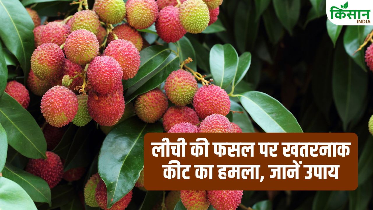 Pests Management In Litchi Farming From Pest Control Fertilizer To Irrigation Tips To Increase Yield