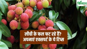 लीची के फल फटने से बर्बाद हो रही फसल! अभी करें एक्सपर्ट के बताए ये उपाय, नहीं तो होगा नुकसान