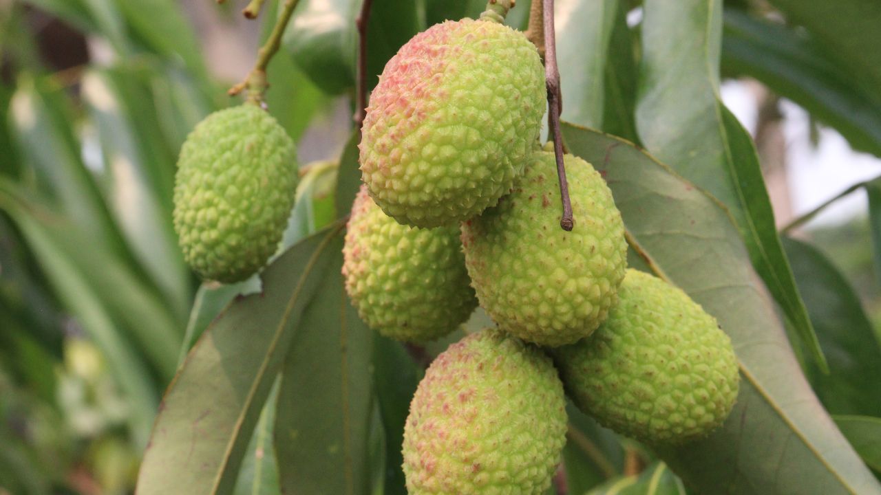 Litchi Farming Tips How To Control Litchi Stink Bug Identification Damage Management For Better Yield